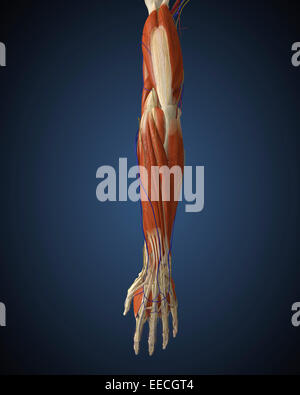 Human arm with bone, muscles and nerves. Stock Photo