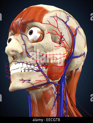 Human head with bone, muscles and circulatory system. Stock Photo