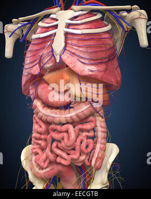 Anatomy of the Large Intestines, Liver and Lungs Stock Photo - Alamy