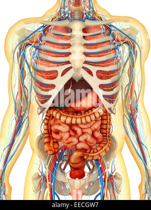 Human midsection with internal organs Stock Photo, Royalty Free Image ...