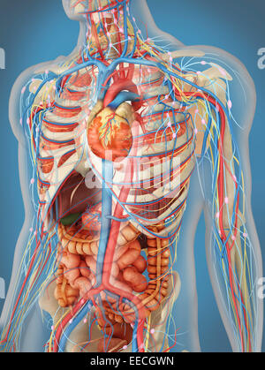 Midsection view showing internal organs of human body Stock Photo