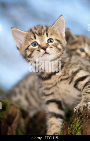 A cute cat playing outside in the grass Stock Photo - Alamy