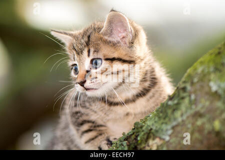 Tabby kittens climbing a tree branch, UK. Stock Photo