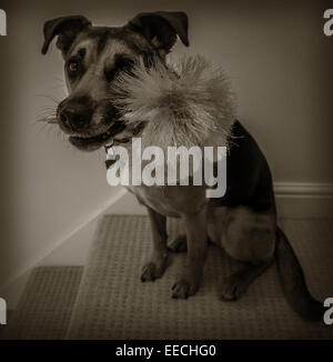 Dog helping to dust the dog hairs Stock Photo