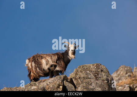 Scotish  Mountain Goat Stock Photo