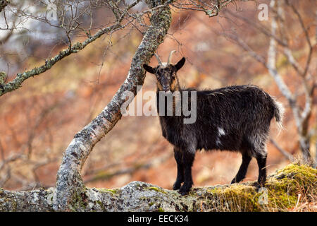 Scotish  Mountain Goat in a tree Stock Photo