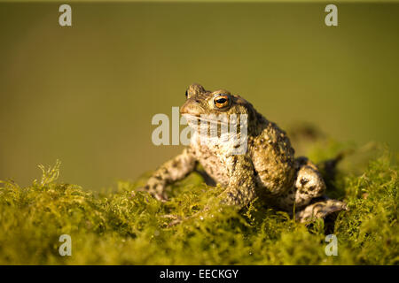 Common Toad sunning it self Stock Photo