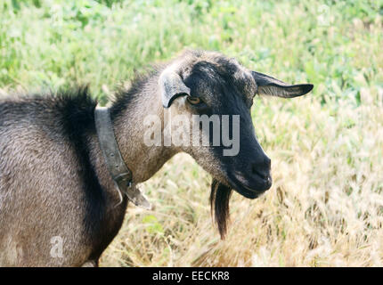 Black goat walking in rye field Stock Photo