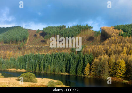 Conifers and larch trees in coniferous forest plantation for timber production along valley in the Brecon Beacons mountain range Stock Photo