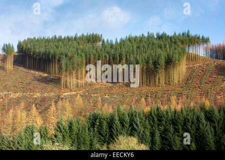 Tall European Larch trees, Larix decidua, in Fall color cultivated in coniferous forest plantation for logging timber production Stock Photo