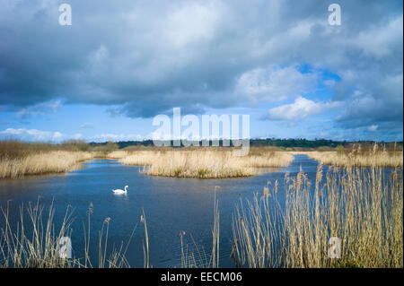 Mute Swan, Cygnus olor, among reeds in reedbed and marshes in The Somerset Levels Nature Reserve, England, UK Stock Photo
