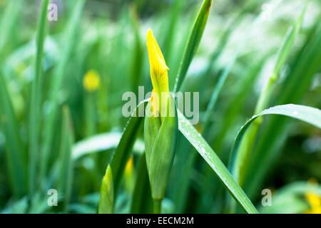 Yellow Flag Iris, Iris pseudacorus, Iridaceae partially opened flower bud marginal pond plant in Oxfordshire, UK Stock Photo