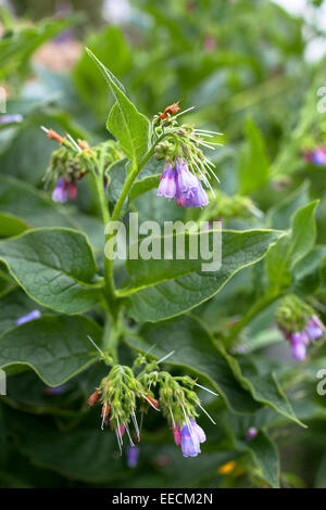 Comfrey - Comphrey - herb plant, Symphytum,  Boraginaceae, used in herbal medicine or fertilizer in bloom in UK Stock Photo