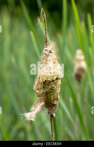 Seed dispersal by wind from Bulrush, Typha, seed head, or Reedmace, in wetland in The Cotswolds, Gloucestershire, UK Stock Photo
