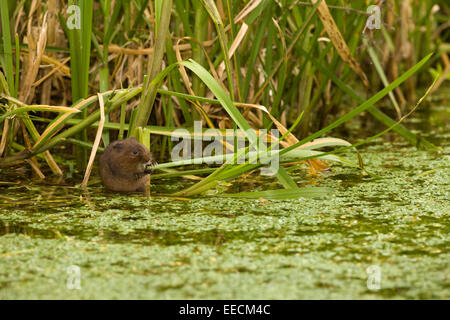 A Water Vole eating on the Stock Photo