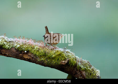 A Wren on a frosted branch Stock Photo