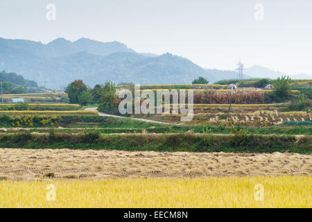 view of terraced rice field in autumn in Andong, Korea Stock Photo