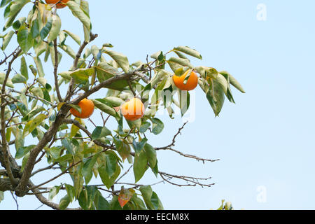 fresh well ripened persimmon fruits on branch in a outdoor Stock Photo