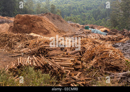 SWAZILAND, AFRICA - Timber industry in Hhohho District. Piles of timber, sawdust and slash near mill. Stock Photo