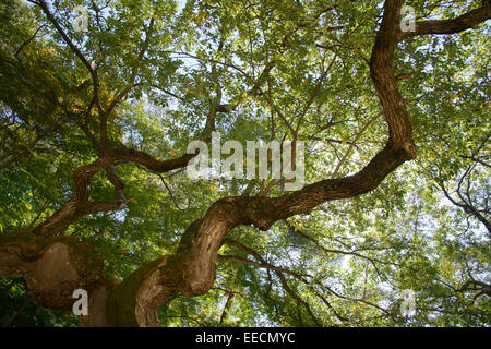 bough of old willow tree in autumn Stock Photo