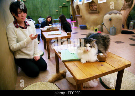Tokyo, Japan. 15th January, 2015. Customers enjoy relaxing with cats at the 'Temari No Uchi' Cat Cafe in Tokyo, Japan. Temari No Uchi, a Neko Cafe (cat cafe) based in Kichijoji where visitors can watch and interact with 19 cats whilst eating or having a coffee break. The store opened in April 2013 and allows to customers to play with cats and to escape from the stresses of the city life. The entrance fee is 1200 JPY (9.75 USD) on weekdays and 1600 JPY (12.99 USD) on weekend with discounts after 7pm. Drinks and food are charged separately. Credit:  Aflo Co. Ltd./Alamy Live News Stock Photo