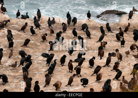 Roosting cormorants, Ellen Browning Scripps Marine Park, La Jolla, California Stock Photo