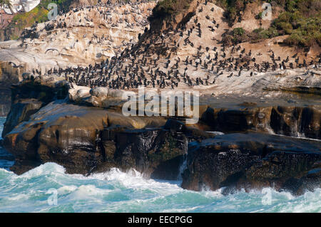 Roosting cormorants on shoreline cliff, Ellen Browning Scripps Marine Park, La Jolla, California Stock Photo