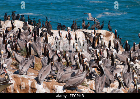 Brown pelicans (Pelecanus occidentalis), Ellen Browning Scripps Marine Park, La Jolla, California Stock Photo