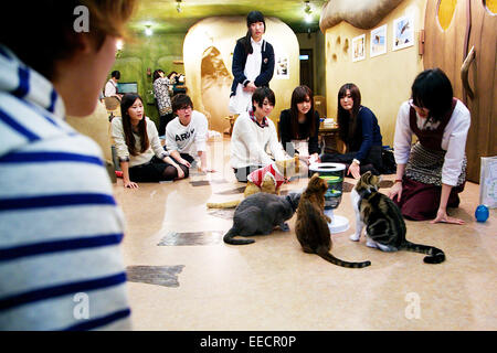 Tokyo, Japan. 15th January, 2015. Customers enjoy relaxing with cats at the 'Temari No Uchi' Cat Cafe in Tokyo, Japan. Temari No Uchi, a Neko Cafe (cat cafe) based in Kichijoji where visitors can watch and interact with 19 cats whilst eating or having a coffee break. The store opened in April 2013 and allows to customers to play with cats and to escape from the stresses of the city life. The entrance fee is 1200 JPY (9.75 USD) on weekdays and 1600 JPY (12.99 USD) on weekend with discounts after 7pm. Drinks and food are charged separately. Credit:  Aflo Co. Ltd./Alamy Live News Stock Photo