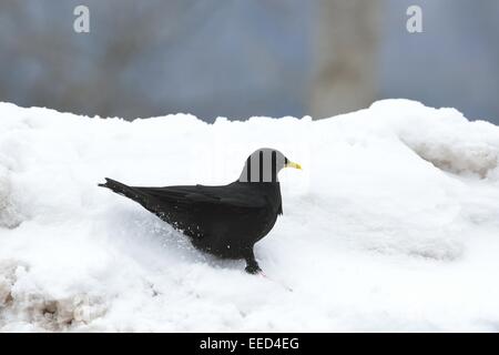 Alpine Chough - Yellow-billed Chough (Pyrrhocorax graculus) looking for food in the snow Stock Photo