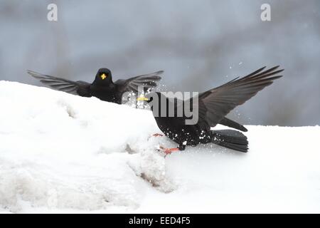 Alpine Chough - Yellow-billed Chough (Pyrrhocorax graculus) flock looking for food in the snow Stock Photo