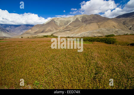 Taken on the Annapurna Circuit in Nepal, in the Mustang District. Fields of planted crops grow amidst the desert of the Himalaya Stock Photo