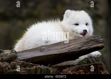 An arctic fox in its fluffy white winter coat. Stock Photo