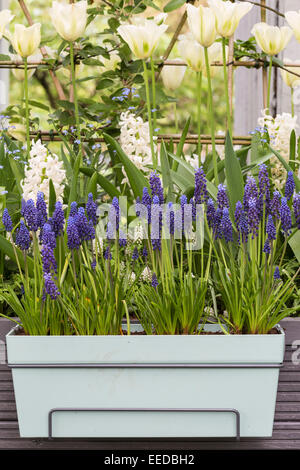 Keukenhof Gardens in spring.  Spring container with Muscari armeniacum (Grape hyacinth) Stock Photo