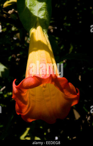 Sunlit yellow red Datura trumpet shaped flower. Datura is a genus of nine species of poisonous vespertine flowering plants Stock Photo