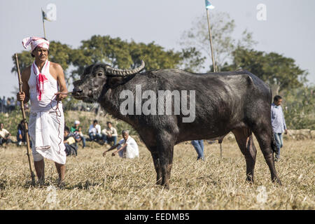 Sivasagar, Assam, India. 16th Jan, 2015. An owner stands with his buffalo before letting it participate in a traditional buffalo fight during Magh Bihu at a village in Sivasagar district of northeastern Assam state on Januart 16, 2015. Although the Supreme Court has banned animal race and animal fights in some parts of the country, popular buffalo fights have been taking place in different parts of the State since last several centuries during Assam's annual festival of Bhogali Bihu or Magh Bihu. Credit:  Luit Chaliha/ZUMA Wire/ZUMAPRESS.com/Alamy Live News Stock Photo