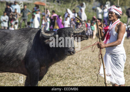 Sivasagar, Assam, India. 16th Jan, 2015. An owner stands with his buffalo before letting it participate in a traditional buffalo fight during Magh Bihu at a village in Sivasagar district of northeastern Assam state on Januart 16, 2015. Although the Supreme Court has banned animal race and animal fights in some parts of the country, popular buffalo fights have been taking place in different parts of the State since last several centuries during Assam's annual festival of Bhogali Bihu or Magh Bihu. Credit:  Luit Chaliha/ZUMA Wire/ZUMAPRESS.com/Alamy Live News Stock Photo