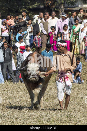 Sivasagar, Assam, India. 16th Jan, 2015. An owner brings his buffalo for a traditional buffalo fight during Magh Bihu at a village in Sivasagar district of northeastern Assam state on Januart 16, 2015. Although the Supreme Court has banned animal race and animal fights in some parts of the country, popular buffalo fights have been taking place in different parts of the State since last several centuries during Assam's annual festival of Bhogali Bihu or Magh Bihu. Credit:  Luit Chaliha/ZUMA Wire/ZUMAPRESS.com/Alamy Live News Stock Photo