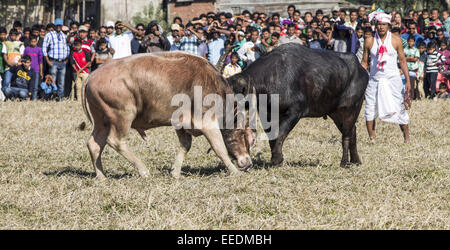 Sivasagar, Assam, India. 16th Jan, 2015. A traditional buffalo fight in progress during Magh Bihu at a village in Sivasagar district of northeastern Assam state on Januart 16, 2015. Although the Supreme Court has banned animal race and animal fights in some parts of the country, popular buffalo fights have been taking place in different parts of the State since last several centuries during Assam's annual festival of Bhogali Bihu or Magh Bihu. Credit:  Luit Chaliha/ZUMA Wire/ZUMAPRESS.com/Alamy Live News Stock Photo