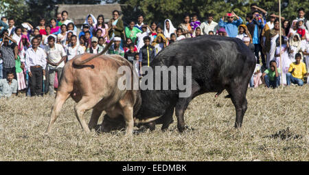 Sivasagar, Assam, India. 16th Jan, 2015. A traditional buffalo fight in progress during Magh Bihu at a village in Sivasagar district of northeastern Assam state on Januart 16, 2015. Although the Supreme Court has banned animal race and animal fights in some parts of the country, popular buffalo fights have been taking place in different parts of the State since last several centuries during Assam's annual festival of Bhogali Bihu or Magh Bihu. Credit:  Luit Chaliha/ZUMA Wire/ZUMAPRESS.com/Alamy Live News Stock Photo