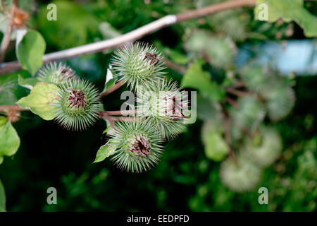 Sticky Bobs - heads of the plant know as Stick Bob, or Lesser Burdock ...
