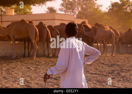 India, Rajasthan, Bikaner, Camel Breeding Centre Stock Photo