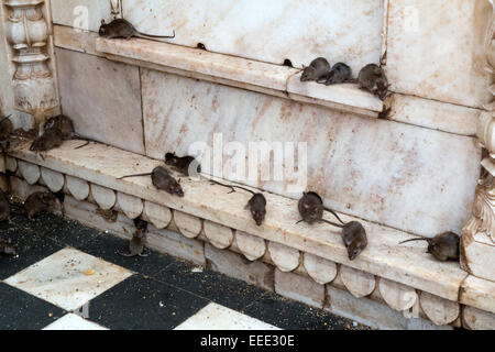 India, Rajasthan, Bikaner, Deshnoke, Karni Mata Temple, famous for rat population Stock Photo