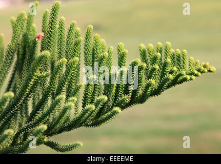 Araucaria excelsa. Stock Photo