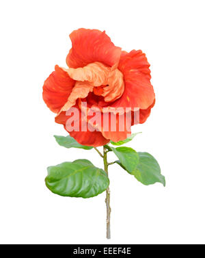 Red hibiscus flower isolated on white background. Watercolor tropical ...