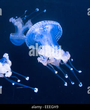 White-spotted Jellyfish, Phyllorhiza punnctata, photo: December 2014. Stock Photo