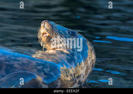 Grey Seal in Water, Halichoerus grypus , photo: December 2014. Stock Photo