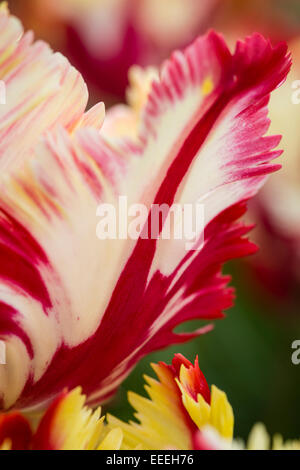 Tulipa 'Flaming Parrot' Stock Photo