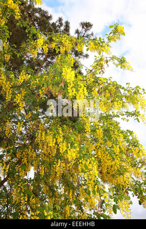 Laburnum anagyroides tree in the late spring season Stock Photo