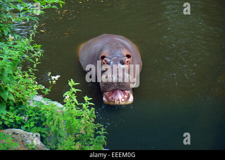 A yawning Hippopotamus emerges from her pool in Dublin Zoo Ireland Stock Photo